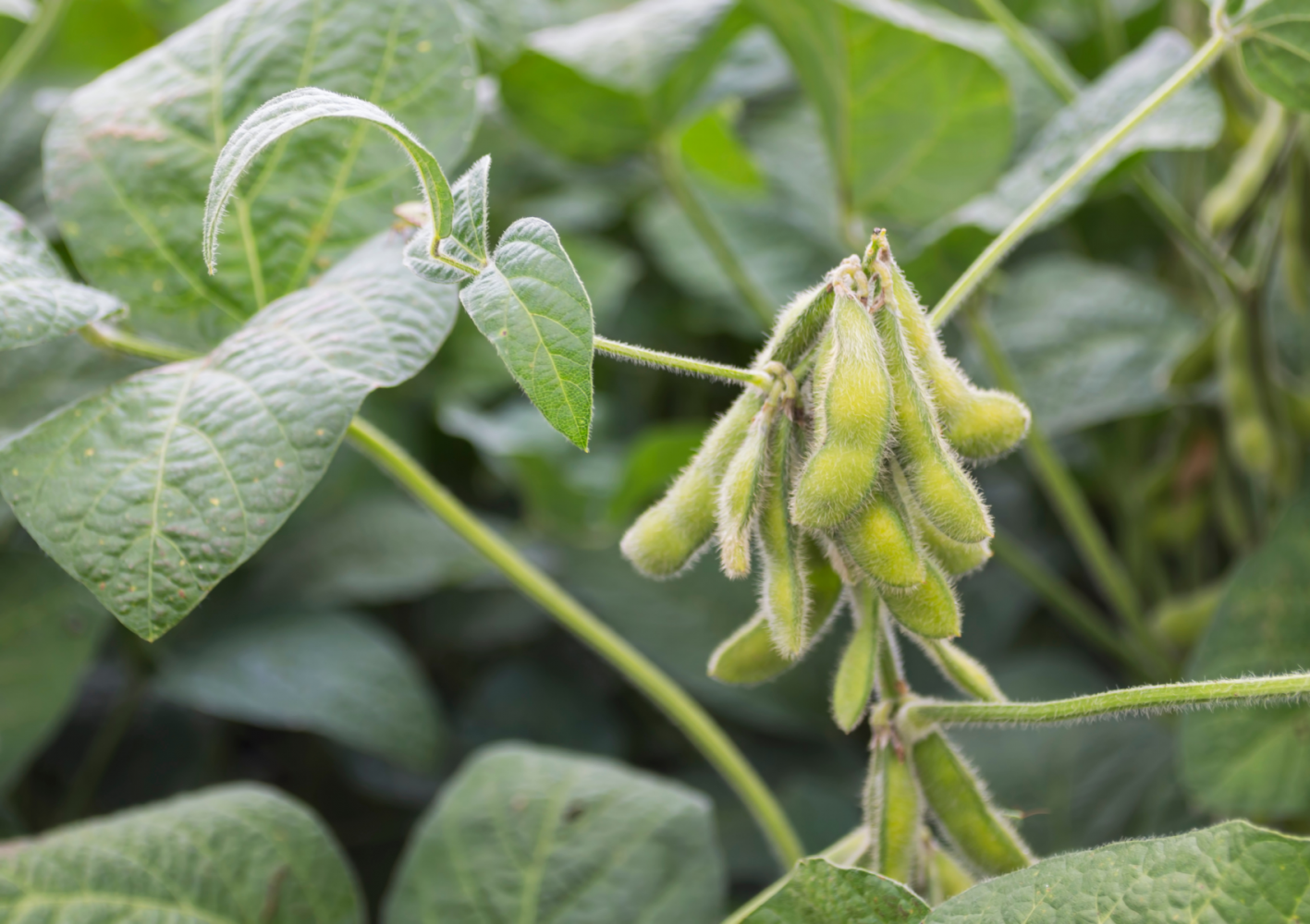 researchers-pinpoint-unique-growing-challenges-for-soybeans-in-africa